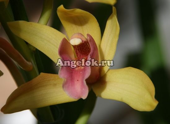 фото Цимбидиум (Cymbidium) c-07 от магазина магазина орхидей Ангелок