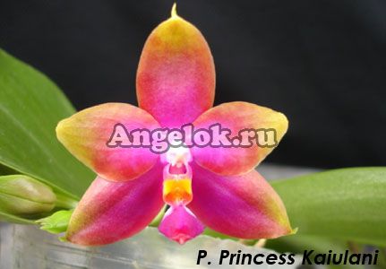 фото Фаленопсис Принцесса Каиулани (P. Princess Kaiulani) Тайвань от магазина магазина орхидей Ангелок