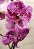 фото Фаленопсис Анна (Phalaenopsis Anna) от магазина магазина орхидей Ангелок
