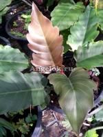 Филодендрон (Philodendron Pin Nak)