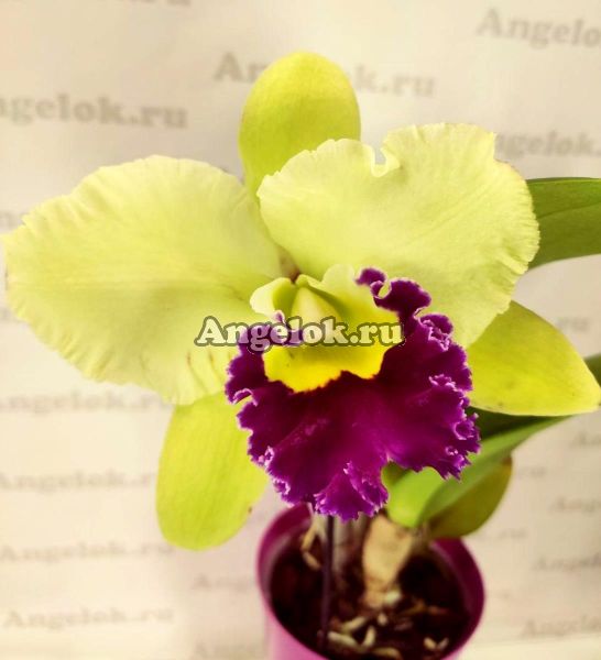 фото Каттлея (Blc.Ahchung Emerald) от магазина магазина орхидей Ангелок