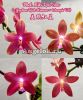 фото Фаленопсис (Phalaenopsis Miki Red Star) Тайвань от магазина магазина орхидей Ангелок