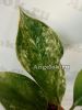 фото Аглаонема (Aglaonema Yok Siam) от магазина магазина орхидей Ангелок