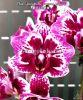 фото Фаленопсис бабочка (Phalaenopsis Younghome Summer) от магазина магазина орхидей Ангелок