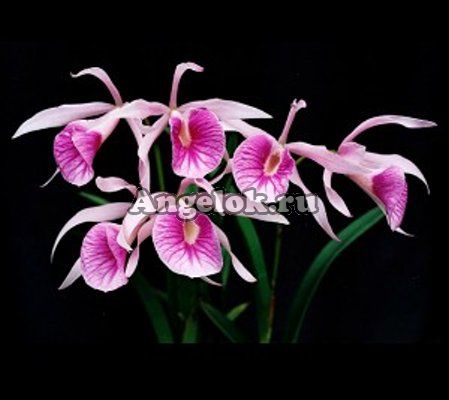 фото Каттлея (Bl.Moring Glory 'Valentine Kiss') Тайвань от магазина магазина орхидей Ангелок
