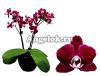 фото Фаленопсис детка (Phalaenopsis Coco 19) от магазина магазина орхидей Ангелок