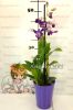 Дендробиум фаленопсис (Dendrobium Genting Blue)