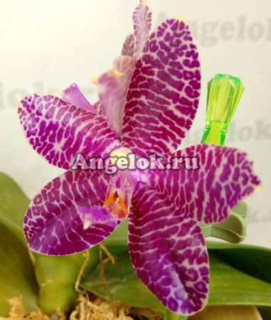 фото Фаленопсис (Phalaenopsis Mok Choui Yew x sib) Тайвань от магазина магазина орхидей Ангелок