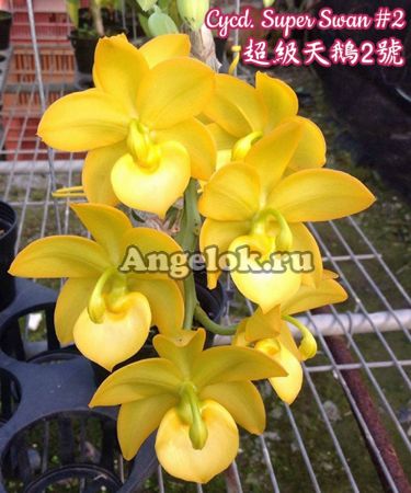 фото Цикнодес (Cyc. Super Swan #2) от магазина магазина орхидей Ангелок