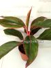 фото Аглаонема (Aglaonema Siam Aurora) от магазина магазина орхидей Ангелок