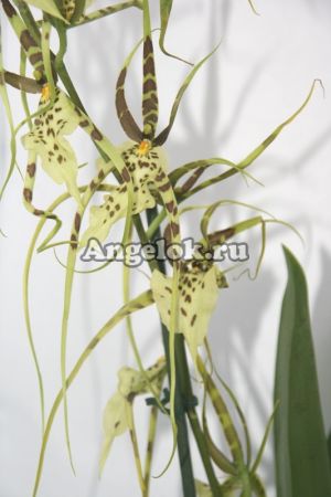 фото Брассия (Brassia Eternal Wind 'Summer Dream') от магазина магазина орхидей Ангелок