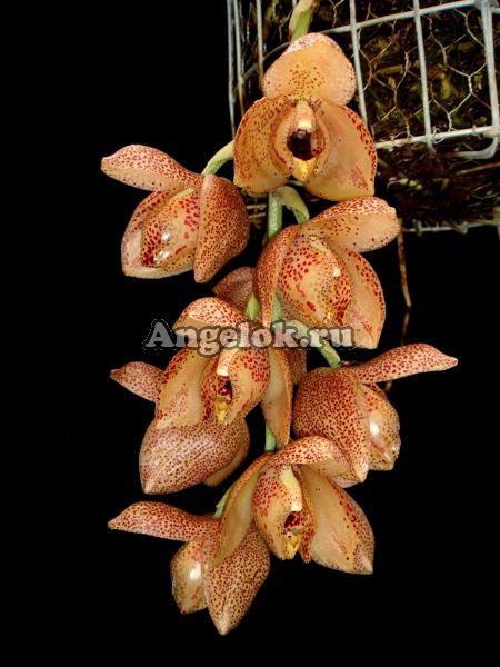 фото Ацинета (Acineta superba) от магазина магазина орхидей Ангелок