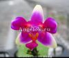 фото Фаленопсис пелорик (P. (violacea x Betris)x p.violacea) от магазина магазина орхидей Ангелок