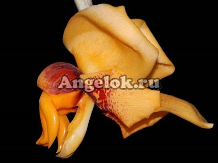 фото Стангопея (Stanhopea connata) от магазина магазина орхидей Ангелок