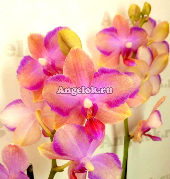 фото Фаленопсис детка Тайсуко Джаспер (Phalaenopsis Taisuco Jasper) Тайвань от магазина магазина орхидей Ангелок