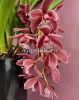 Цимбидиум каскадный (Cymbidium Anisa)