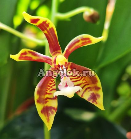 фото Фаленопсис Манна (Phalaenopsis mannii × sib) Тайвань от магазина магазина орхидей Ангелок