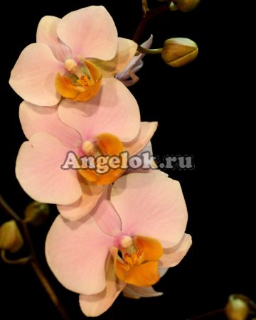 фото Фаленопсис Тулкан (Phalaenopsis Tulkan) от магазина магазина орхидей Ангелок