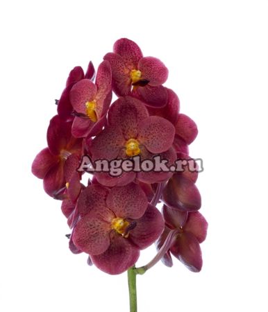 фото Ванда (Vanda Sumathi Cornalina) пятнистая от магазина магазина орхидей Ангелок