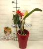 Каттлея (Cattleya) cat-04_2