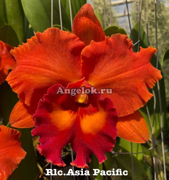 фото Каттлея (Rlc.Asia Pacific) от магазина магазина орхидей Ангелок