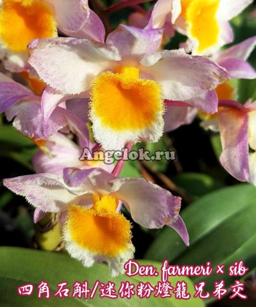 фото Дендробиум Фармера (Den. farmeri × sib) Тайвань от магазина магазина орхидей Ангелок