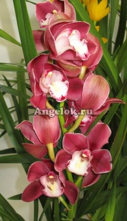 фото Цимбидиум (Cymbidium) c-06_1 от магазина магазина орхидей Ангелок