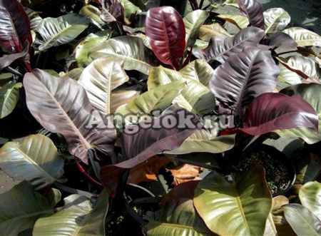 фото Филодендрон Черный Кардинал (Philodendron Black Cardinal) от магазина магазина орхидей Ангелок