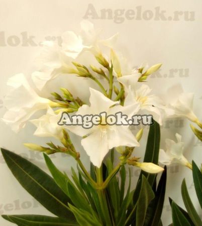 фото Олеандр (Nerium) белый от магазина магазина орхидей Ангелок