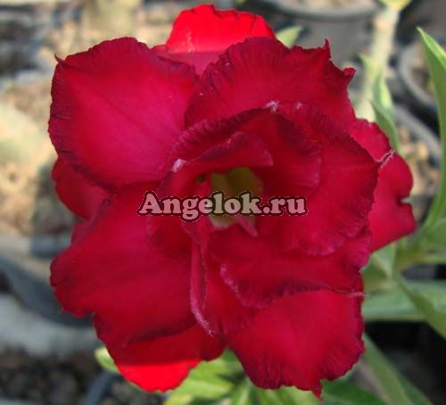 фото Адениум (Adenium obesum Triple red) от магазина магазина орхидей Ангелок