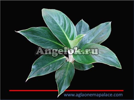 фото Аглаонема (Aglaonema Yok Kanchana) от магазина магазина орхидей Ангелок