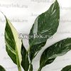 фото Спатифиллум Домино детка (Spathiphyllum Domino) от магазина магазина орхидей Ангелок