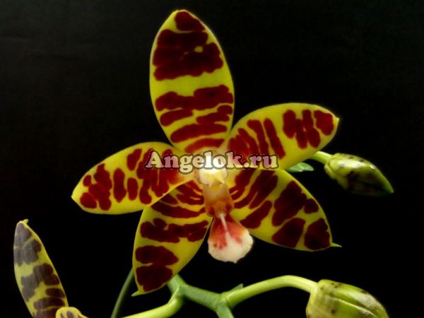 фото Фаленопсис Девид Лим (Phalaenopsis David Lim) Тайвань от магазина магазина орхидей Ангелок