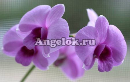 фото Дендробиум фаленопсис мини (Dendrobium Phalaenopsis ) d-05 от магазина магазина орхидей Ангелок