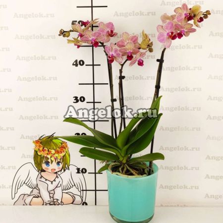 Фаленопсис (Phalaenopsis Penny lane)