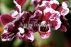 Фаленопсис мини (Phalaenopsis ) ph-81