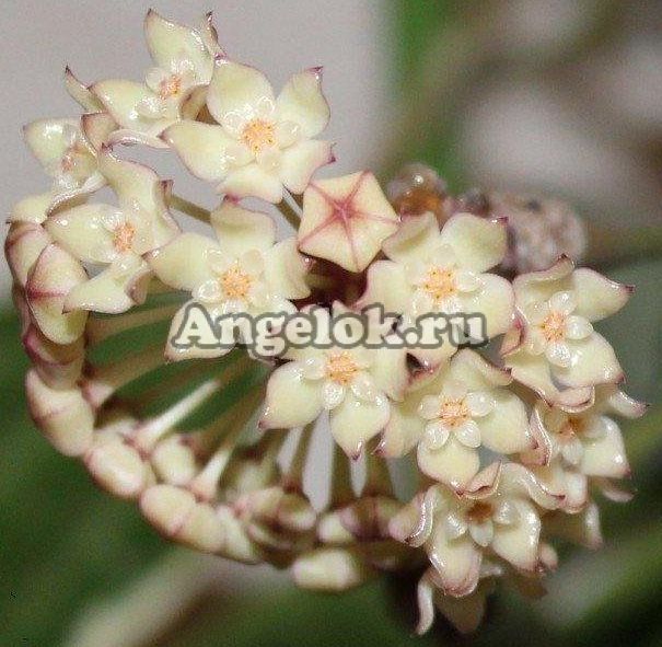 Хойя крупнолистная (Hoya macrophylla albomarginata) черенок