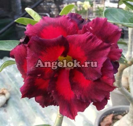 фото Адениум (Adenium obesum Zeus) от магазина магазина орхидей Ангелок