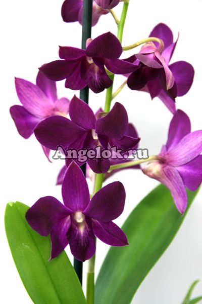 фото Дендробиум фаленопсис (Dendrobium Purple Happiness) 2 от магазина магазина орхидей Ангелок