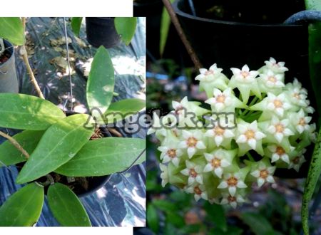 фото Хойя Акута (Hoya acuta) черенок от магазина магазина орхидей Ангелок