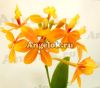фото Эпидендрум укореняющийся (Epidendrum radicans) Тайвань от магазина магазина орхидей Ангелок