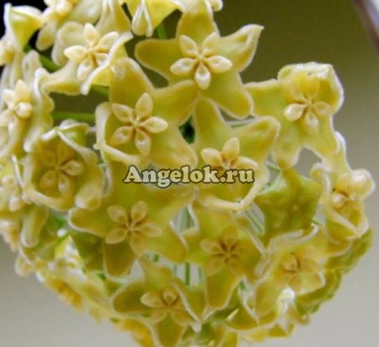 фото Хойя Кенеяна (Hoya kenejiana Yellow) черенок от магазина магазина орхидей Ангелок