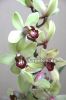 Цимбидиум (Cymbidium) c-09