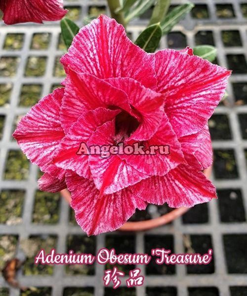 фото Адениум (Adenium obesum Treasure) от магазина магазина орхидей Ангелок