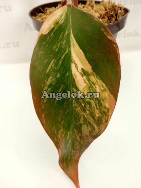 фото Филодендрон Черный Изумруд (Philodendron Black Emerald variegated) от магазина магазина орхидей Ангелок