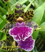 фото Зигопеталум (Zygopetalum Hybrid) от магазина магазина орхидей Ангелок