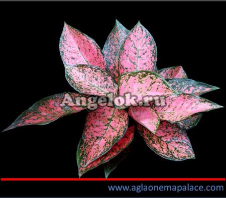 фото Аглаонема (Aglaonema San rumrouy) от магазина магазина орхидей Ангелок