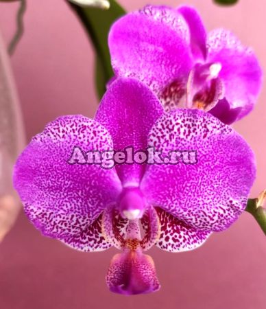 фото Фаленопсис (Phalaenopsis Queen Barry) Тайвань от магазина магазина орхидей Ангелок