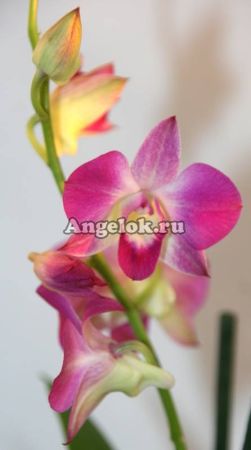 Дендробиум фаленопсис (Dendrobium Phalaenopsis ) d-08