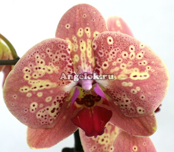 фото Фаленопсис (Phalaenopsis Wild Peach) от магазина магазина орхидей Ангелок